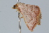  ( - BIOUG37472-G09)  @12 [ ] CreativeCommons - Attribution (2018) CBG Photography Group Centre for Biodiversity Genomics