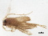  ( - BIOUG37513-A10)  @12 [ ] CreativeCommons - Attribution (2018) CBG Photography Group Centre for Biodiversity Genomics