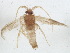  ( - BIOUG37513-D06)  @12 [ ] CreativeCommons - Attribution (2018) CBG Photography Group Centre for Biodiversity Genomics