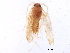  ( - BIOUG37514-B06)  @12 [ ] CreativeCommons - Attribution (2018) CBG Photography Group Centre for Biodiversity Genomics