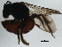  ( - BIOUG37515-C05)  @11 [ ] CreativeCommons - Attribution (2018) CBG Photography Group Centre for Biodiversity Genomics