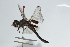  ( - BIOUG37516-F02)  @11 [ ] CreativeCommons - Attribution (2018) CBG Photography Group Centre for Biodiversity Genomics
