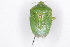  ( - BIOUG37518-B06)  @11 [ ] CreativeCommons - Attribution (2018) CBG Photography Group Centre for Biodiversity Genomics