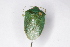  ( - BIOUG37518-F10)  @11 [ ] CreativeCommons - Attribution (2018) CBG Photography Group Centre for Biodiversity Genomics
