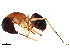  ( - BIOUG37520-D09)  @13 [ ] CreativeCommons - Attribution (2018) CBG Photography Group Centre for Biodiversity Genomics