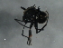  ( - BIOUG37521-G09)  @12 [ ] CreativeCommons - Attribution (2018) CBG Photography Group Centre for Biodiversity Genomics