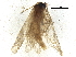  ( - BIOUG37597-F03)  @11 [ ] CreativeCommons - Attribution (2018) CBG Photography Group Centre for Biodiversity Genomics