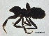  ( - BIOUG37598-E01)  @11 [ ] CreativeCommons - Attribution (2018) CBG Photography Group Centre for Biodiversity Genomics