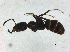  ( - BIOUG37598-H11)  @11 [ ] CreativeCommons - Attribution (2018) CBG Photography Group Centre for Biodiversity Genomics