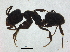  ( - BIOUG37599-E10)  @11 [ ] CreativeCommons - Attribution (2018) CBG Photography Group Centre for Biodiversity Genomics