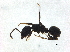 ( - BIOUG37600-C02)  @11 [ ] CreativeCommons - Attribution (2018) CBG Photography Group Centre for Biodiversity Genomics