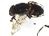  ( - BIOUG37601-H01)  @12 [ ] CreativeCommons - Attribution (2018) CBG Photography Group Centre for Biodiversity Genomics