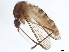  ( - BIOUG37602-A11)  @11 [ ] CreativeCommons - Attribution (2018) CBG Photography Group Centre for Biodiversity Genomics