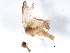  ( - BIOUG37602-C07)  @12 [ ] CreativeCommons - Attribution (2018) CBG Photography Group Centre for Biodiversity Genomics