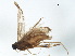  ( - BIOUG37604-D08)  @11 [ ] CreativeCommons - Attribution (2018) CBG Photography Group Centre for Biodiversity Genomics