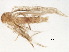  ( - BIOUG37604-G11)  @12 [ ] CreativeCommons - Attribution (2018) CBG Photography Group Centre for Biodiversity Genomics