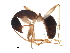  ( - BIOUG37607-H08)  @13 [ ] CreativeCommons - Attribution (2018) CBG Photography Group Centre for Biodiversity Genomics