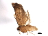  ( - BIOUG37614-H03)  @12 [ ] CreativeCommons - Attribution (2018) CBG Photography Group Centre for Biodiversity Genomics