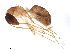  ( - BIOUG37616-A06)  @13 [ ] CreativeCommons - Attribution (2018) CBG Photography Group Centre for Biodiversity Genomics