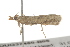  ( - BIOUG37460-B06)  @11 [ ] CreativeCommons - Attribution (2018) CBG Photography Group Centre for Biodiversity Genomics