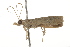  ( - BIOUG37460-E01)  @11 [ ] CreativeCommons - Attribution (2018) CBG Photography Group Centre for Biodiversity Genomics