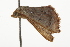  ( - BIOUG37460-E03)  @12 [ ] CreativeCommons - Attribution (2018) CBG Photography Group Centre for Biodiversity Genomics
