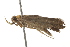  ( - BIOUG37460-F03)  @14 [ ] CreativeCommons - Attribution (2018) CBG Photography Group Centre for Biodiversity Genomics