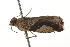  ( - BIOUG37461-B02)  @11 [ ] CreativeCommons - Attribution (2018) CBG Photography Group Centre for Biodiversity Genomics