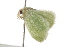  ( - BIOUG37461-B09)  @12 [ ] CreativeCommons - Attribution (2018) CBG Photography Group Centre for Biodiversity Genomics