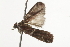  ( - BIOUG37461-D08)  @11 [ ] CreativeCommons - Attribution (2018) CBG Photography Group Centre for Biodiversity Genomics