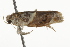  ( - BIOUG37463-B05)  @11 [ ] CreativeCommons - Attribution (2018) CBG Photography Group Centre for Biodiversity Genomics