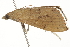  ( - BIOUG37466-A05)  @11 [ ] CreativeCommons - Attribution (2018) CBG Photography Group Centre for Biodiversity Genomics
