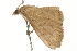  ( - BIOUG37466-A10)  @11 [ ] CreativeCommons - Attribution (2018) CBG Photography Group Centre for Biodiversity Genomics