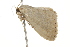  ( - BIOUG37466-E10)  @11 [ ] CreativeCommons - Attribution (2018) CBG Photography Group Centre for Biodiversity Genomics