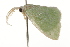  ( - BIOUG37466-F03)  @12 [ ] CreativeCommons - Attribution (2018) CBG Photography Group Centre for Biodiversity Genomics