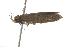  ( - BIOUG37466-H10)  @13 [ ] CreativeCommons - Attribution (2018) CBG Photography Group Centre for Biodiversity Genomics