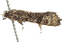  ( - BIOUG37468-B02)  @11 [ ] CreativeCommons - Attribution (2018) CBG Photography Group Centre for Biodiversity Genomics