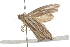  ( - BIOUG37468-C12)  @12 [ ] CreativeCommons - Attribution (2018) CBG Photography Group Centre for Biodiversity Genomics