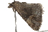  ( - BIOUG37468-D03)  @11 [ ] CreativeCommons - Attribution (2018) CBG Photography Group Centre for Biodiversity Genomics