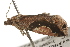  ( - BIOUG37470-E07)  @11 [ ] CreativeCommons - Attribution (2018) CBG Photography Group Centre for Biodiversity Genomics