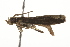  ( - BIOUG37470-G12)  @11 [ ] CreativeCommons - Attribution (2018) CBG Photography Group Centre for Biodiversity Genomics
