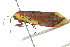  ( - BIOUG37470-H01)  @11 [ ] CreativeCommons - Attribution (2018) CBG Photography Group Centre for Biodiversity Genomics