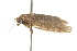  ( - BIOUG37470-H09)  @12 [ ] CreativeCommons - Attribution (2018) CBG Photography Group Centre for Biodiversity Genomics