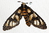  ( - BIOUG37516-G07)  @13 [ ] CreativeCommons - Attribution (2018) CBG Photography Group Centre for Biodiversity Genomics