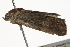  ( - BIOUG37516-G10)  @11 [ ] CreativeCommons - Attribution (2018) CBG Photography Group Centre for Biodiversity Genomics