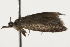  ( - BIOUG37464-D02)  @11 [ ] CreativeCommons - Attribution (2018) CBG Photography Group Centre for Biodiversity Genomics