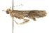  ( - BIOUG37464-G08)  @11 [ ] CreativeCommons - Attribution (2018) CBG Photography Group Centre for Biodiversity Genomics