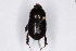  ( - BIOUG37523-D03)  @11 [ ] CreativeCommons - Attribution (2018) CBG Photography Group Centre for Biodiversity Genomics