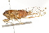  ( - BIOUG37524-C05)  @11 [ ] CreativeCommons - Attribution (2018) CBG Photography Group Centre for Biodiversity Genomics