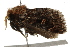  ( - BIOUG37652-F03)  @12 [ ] CreativeCommons - Attribution (2018) CBG Photography Group Centre for Biodiversity Genomics